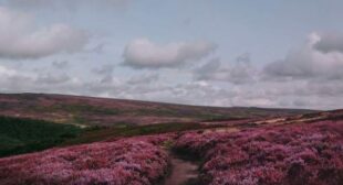 Heather On The Hill Song Lyrics