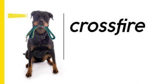 CROSSFIRE Song Lyrics