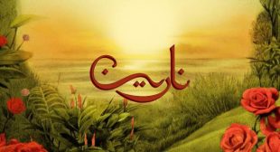 Narein – نارين (English Translation) Lyrics