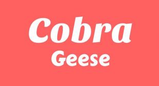 Cobra Lyrics