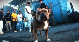 LACOSTA II (English Translation) Lyrics – Hard GZ