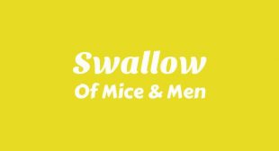 Lyrics of Swallow Song