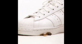 BEEHAVE Song Lyrics