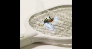 PEST CONTROL Song Lyrics