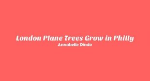 London Plane Trees Grow in Philly Song Lyrics