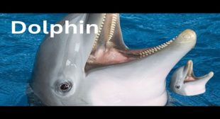 Dolphin Song Lyrics