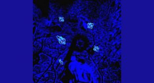 PHENDRANA Lyrics
