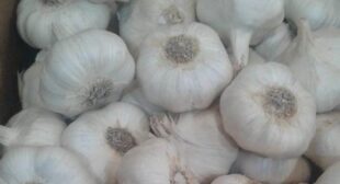 Place order Garlic suppliers from online store in Argentina
