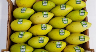 Mango Distributors: A Turnkey Provider of Mangos Varieties in All-Season