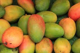 How To Store Mangoes After Buying Them From The Mango Suppliers