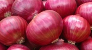 The Best Ways To Store Different Types Of Onion Once You Buy Them From Onion Supplier