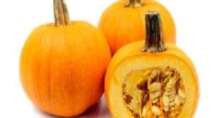 Some Points To Highlight About Squash And Squash Supplier