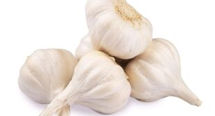 Organic Garlic Supplier in Argentina: Supplier Of A Valuable Herb