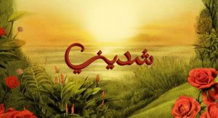 Shedeeny – شديني (English Translation) Lyrics – TUL8TE – توو ليت